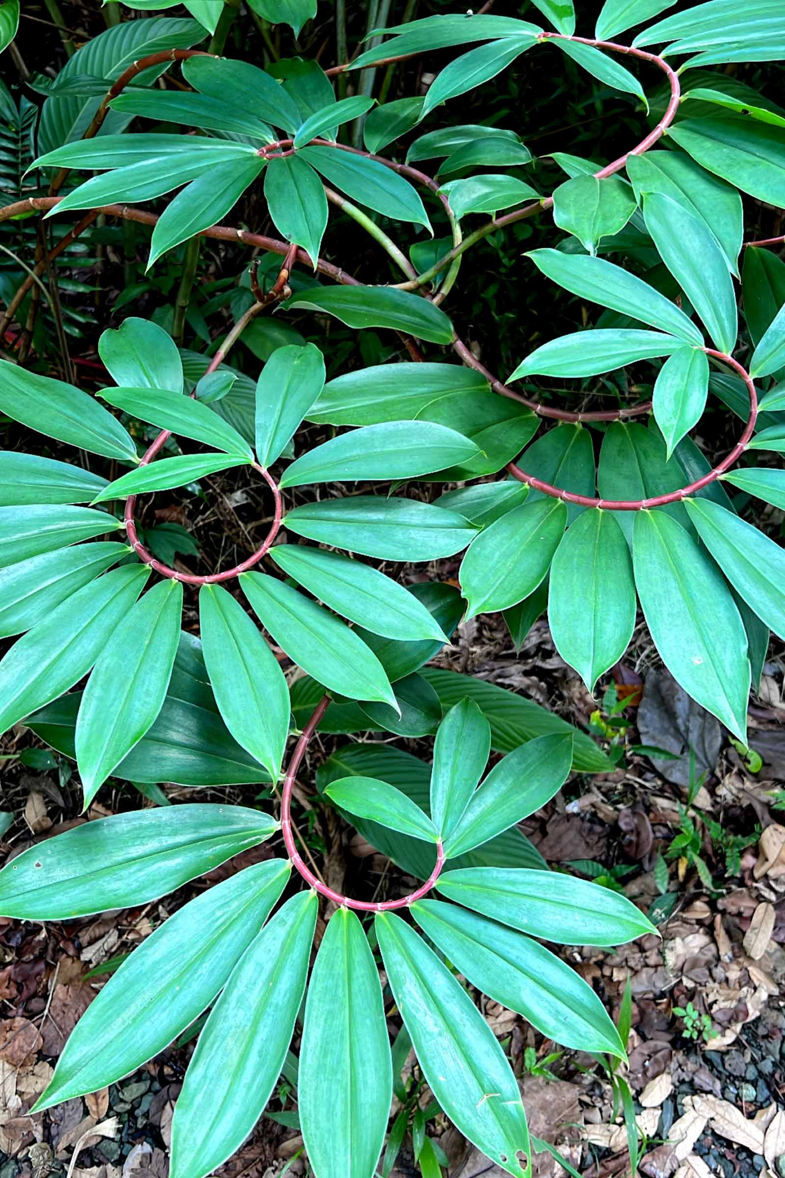 Ein Reiseführer eines Einheimischen aus Hawaii zum Ho‘omaluhia Botanical Garden auf O‘ahu, Hawaii